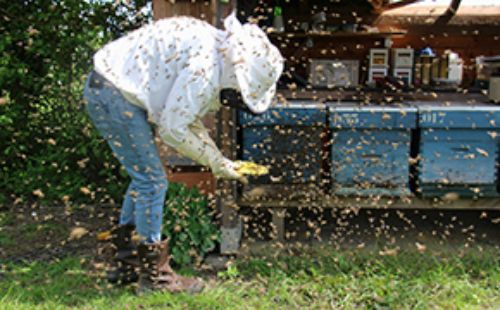 Innovación apícola desde Uchile que apunta a transformar la industria